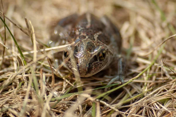 Un petit crapaud de l'ail est assis dans l'herbe et regarde dans la caméra — Photo