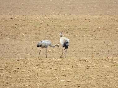 sürülmüş bir alanda yiyecek arayan bir grup vinç