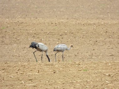 sürülmüş bir alanda yiyecek arayan bir grup vinç