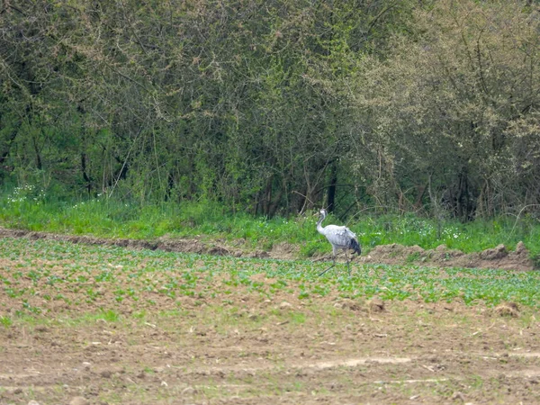 Um grupo de guindastes à procura de comida em um campo arado — Fotografia de Stock