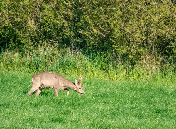 Een jonge herten loopt over een groene weide en Eet gras — Stockfoto