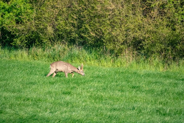 Een jonge herten loopt over een groene weide en Eet gras — Stockfoto