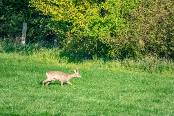 Een jonge herten loopt over een groene weide en Eet gras — Stockfoto