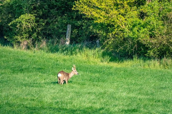 Un jeune cerf traverse une prairie verte et mange de l'herbe — Photo