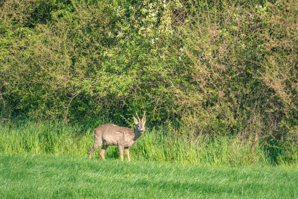 Een jonge herten loopt over een groene weide en Eet gras — Stockfoto