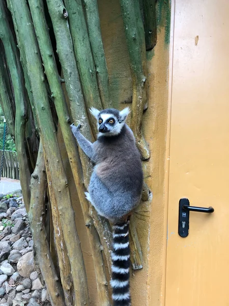Um lemur pendura na parede exterior de um edifício do jardim zoológico e olha ar — Fotografia de Stock