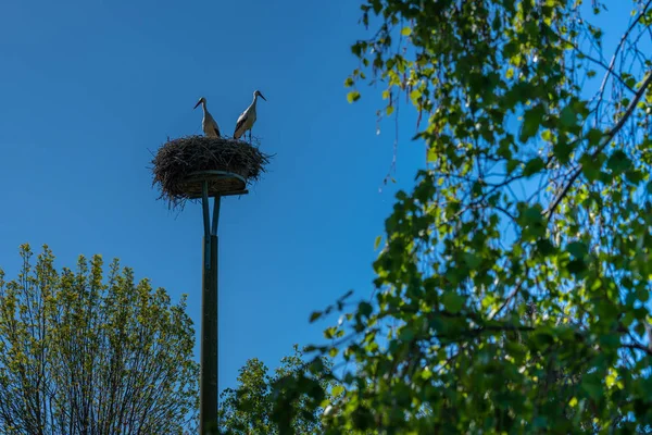 Um casal de cegonhas está de pé em um ninho na primavera — Fotografia de Stock