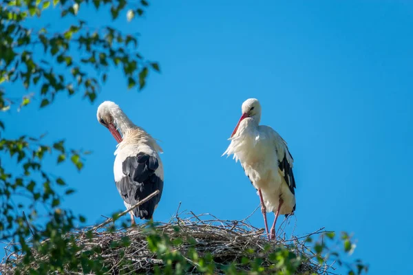 A couple of storks are standing in a nest when the weather is ni — Stock Photo, Image