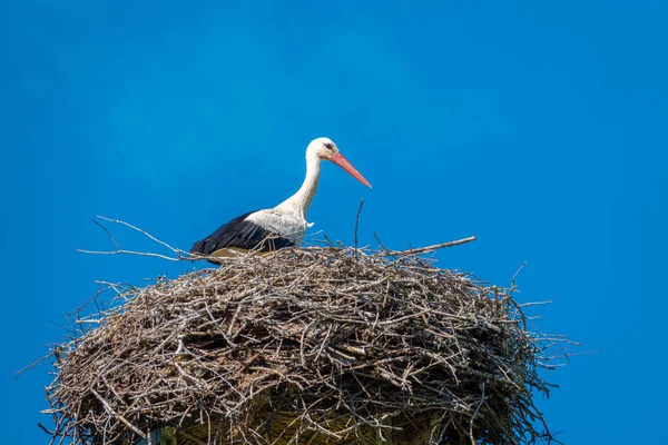 Una cigüeña está en un nido con buen tiempo y cielo azul — Foto de Stock