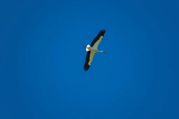 Une cigogne vole par beau temps dans le ciel bleu — Photo