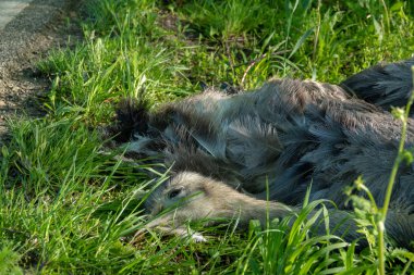 Ölü bir Nandu bir araba ile bir çarpışma dan sonra yolun yanında yatıyor
