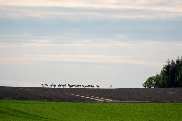 Un grand groupe de grues debout à l'horizon sur un champ — Photo