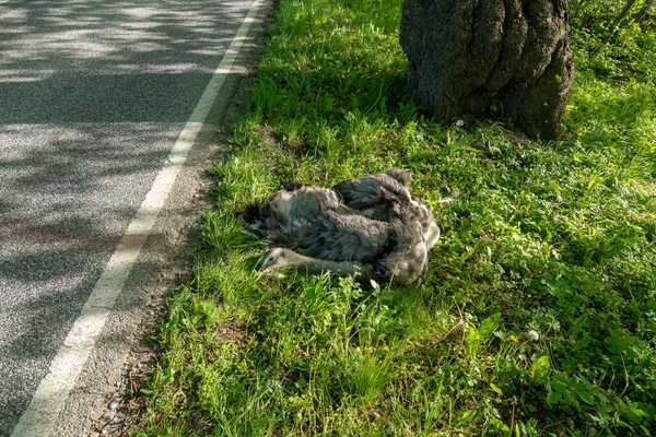 Un Nandu mort se trouve à côté de la route après une collision avec une voiture — Photo