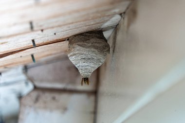 siyah-sarı bir arp ahşap çatı overh altında bir arp yuva inşa