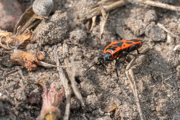 Egy fényes vörös tűz bug fut át egy kő keresi az élelmiszer- — Stock Fotó