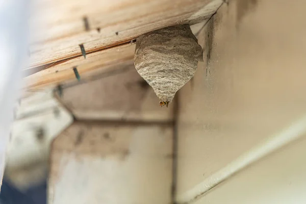 Une guêpe jaune-noir construit un nid de guêpes sous un toit en bois — Photo