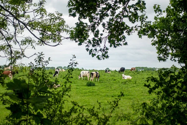 黒と白の牛の群れは緑の草原に立ち、 — ストック写真