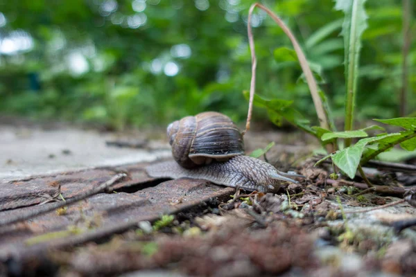 Un grand escargot viticole rampant tranquillement à travers le sol — Photo