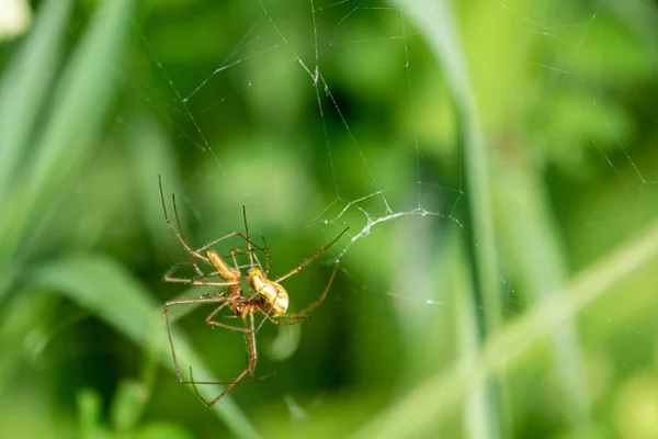 Deux araignées copulent dans la toile de leur araignée dans le vert — Photo