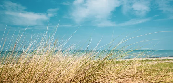 Uma imagem panorâmica da praia do Mar Báltico no verão com — Fotografia de Stock