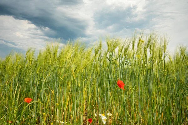 Donkere donderwolken in de lucht boven een graanveld en klaprozen staan op de voorgrond — Stockfoto