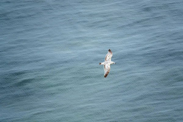 Чайка ковзає над блакитним морем і сфотографується з абаву — стокове фото