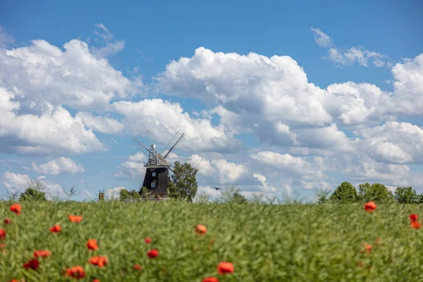 Stary wiatrak stoi na polu rzepaku przed błękitnym niebem — Zdjęcie stockowe