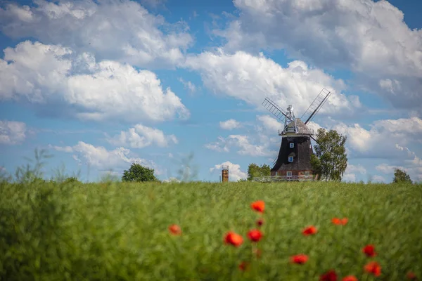 Um velho moinho de vento fica em um campo de canola na frente de um céu azul — Fotografia de Stock