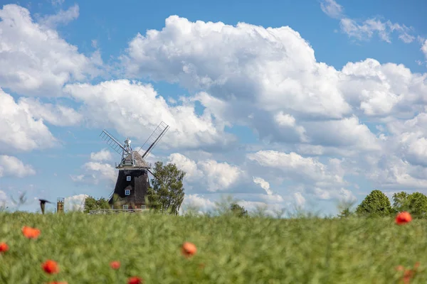 Een oude windmolen staat op een koolzaad veld voor een blauwe hemel — Stockfoto
