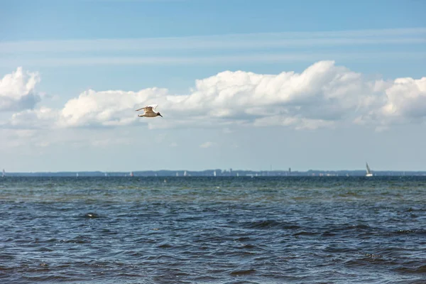 Une mouette vole près de la plage au-dessus de la mer — Photo