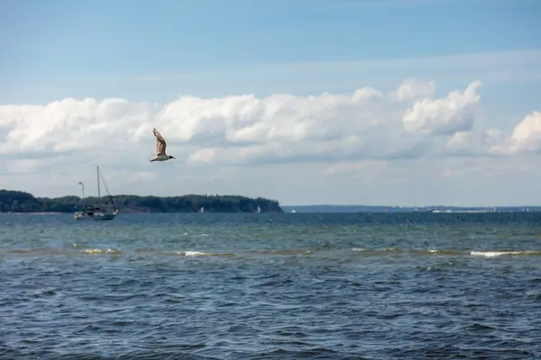 A seagull flies near the beach over the sea — Stock Photo, Image