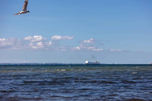 Uma gaivota voa perto da praia sobre o mar — Fotografia de Stock