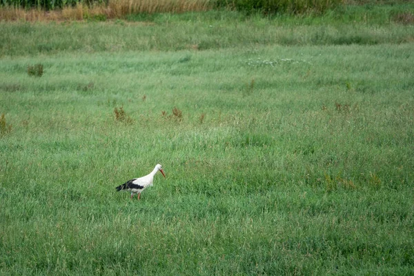 A gólya trudges a nagy zöld fű — Stock Fotó