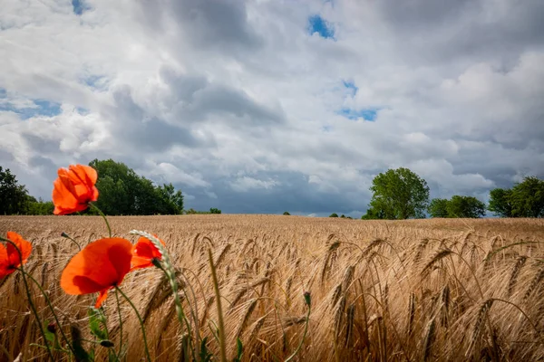 red poppies stand in front of a brown cornfield and the sky is f