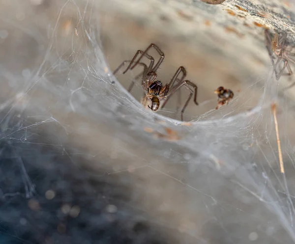 Una araña sale de su red de embudo para comerse a su presa —  Fotos de Stock
