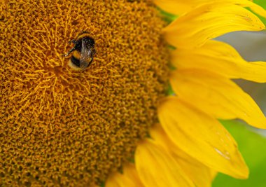 şişman bir bumblebee sarı bir ayçiçeğiortasında oturur