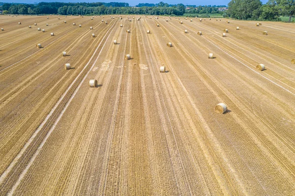 Lots of yellow bales of straw lying on a field — Stock Photo, Image