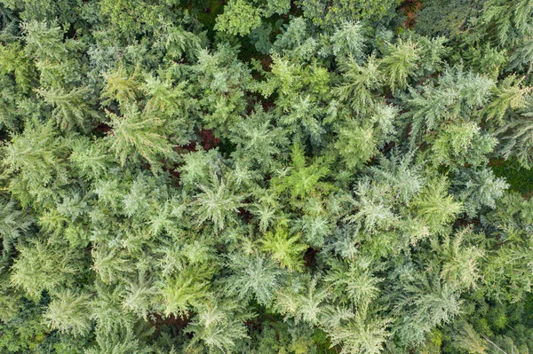 Vista dall'alto di una foresta verde mista — Foto Stock