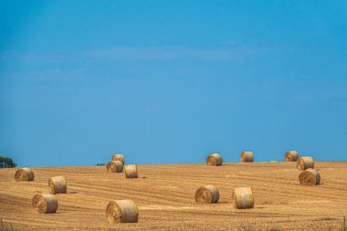 yuvarlak saman balyaları hasat edilmiş tahıl tarlasında yatıyor