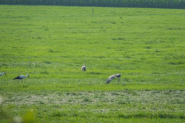 leylek bir grup yeşil bir alanda duruyor ve yiyecek arar