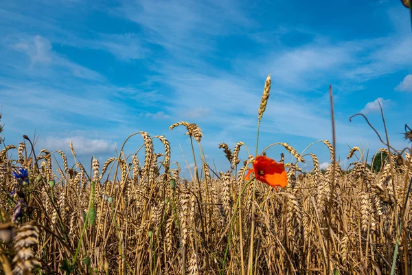 Un coquelicot rouge se tient devant un champ avec du grain mûr — Photo