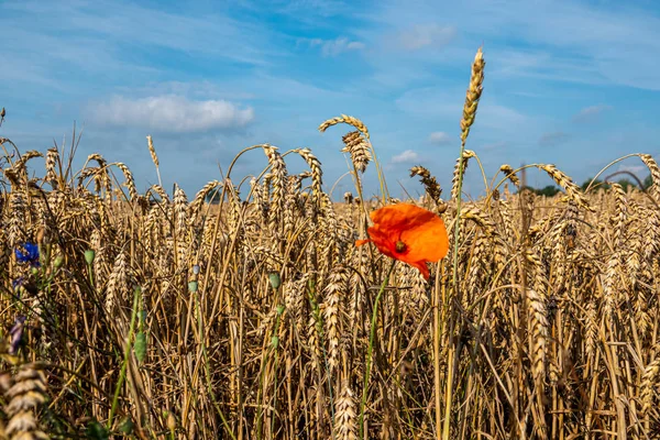 Een rode papaver staat voor een veld met rijp graan — Stockfoto