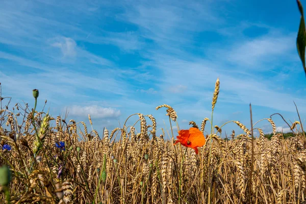 Μια κόκκινη παπαρούνα στέκεται μπροστά από ένα χωράφι με ώριμα σιτηρά — Φωτογραφία Αρχείου