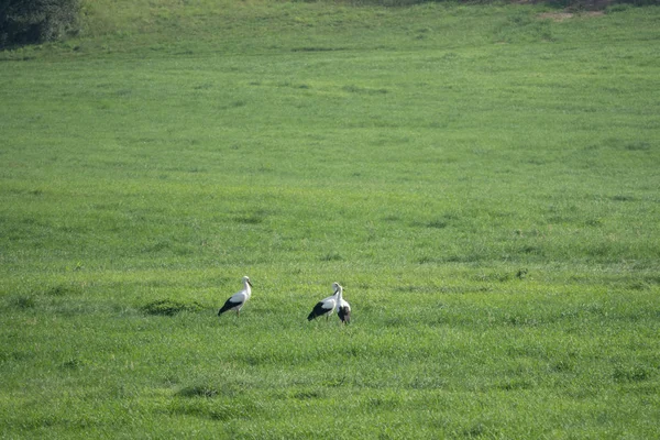 Un groupe de cigognes se tient sur un champ vert et cherche de la nourriture — Photo