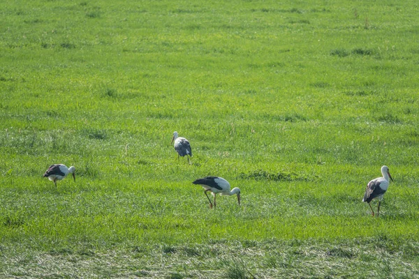 Egy csoport gólyák áll a zöld mezőben, és megkeresi az élelmiszer — Stock Fotó