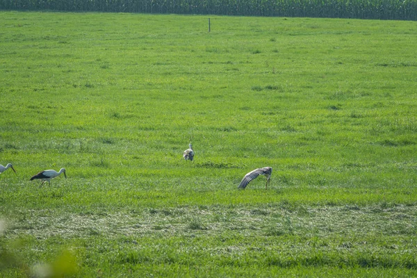 Um grupo de cegonhas está em um campo verde e procura comida — Fotografia de Stock