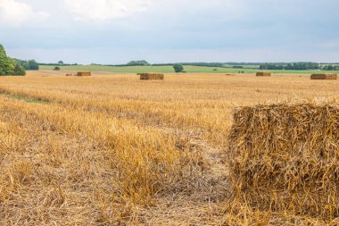 kare saman balyaları tahıl hasat sonra bir alanda yalan