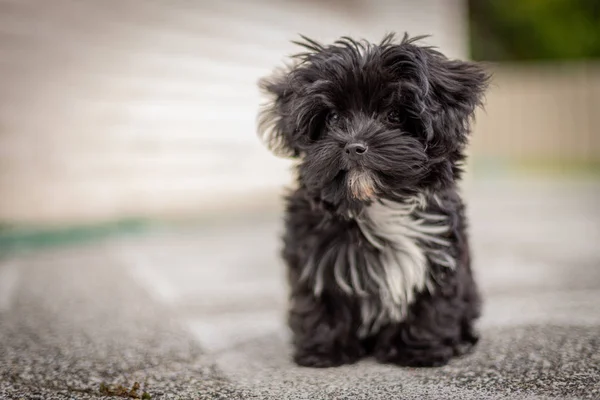 Kamera önünde poz bir Bolonka Zvetna köpek yavrusu