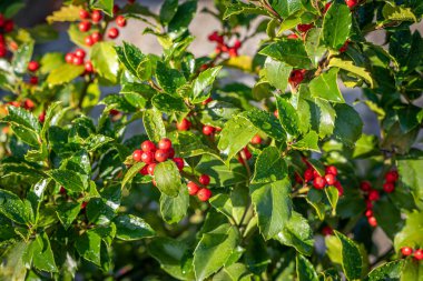 çalı üzerinde kırmızı olgun meyve ile holly sabah su duruyor