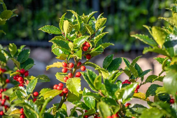 Holly z czerwonych dojrzałych owoców na krzewy stoi rano Su — Zdjęcie stockowe